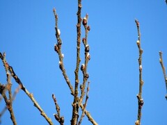 Selje (Salix caprea)