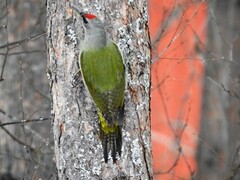 Gråspett (Picus canus)