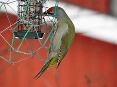 Gråspett (Picus canus)