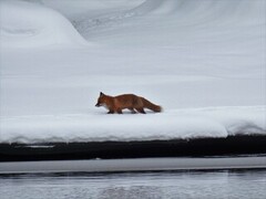 Rødrev (Vulpes vulpes)