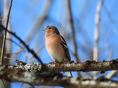 Bokfink (Fringilla coelebs)