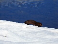 Mink (Neovison vison)