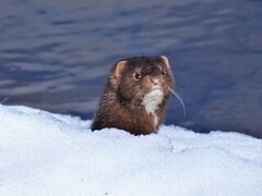 Mink (Neovison vison)