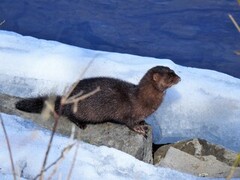 Mink (Neovison vison)