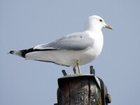 Fiskemåke (Larus canus)