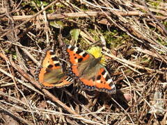 Neslesommerfugl (Aglais urticae)