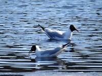 Hettemåke (Chroicocephalus ridibundus)