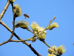 Honningbie (Apis mellifera)