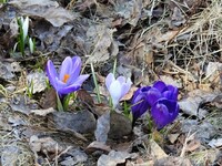 Krokusslekta (Crocus)