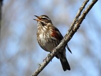 Rødvingetrost (Turdus iliacus)