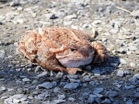 Padde (Bufo bufo)