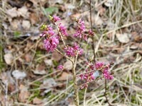 Tysbast (Daphne mezereum)