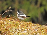 Svarthvit fluesnapper (Ficedula hypoleuca)