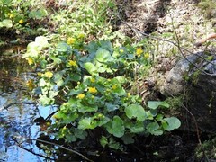 Bekkeblom (Caltha palustris)