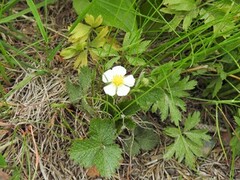 Markjordbær (Fragaria vesca)