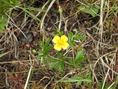 Tepperot (Potentilla erecta)