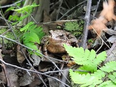 Buttsnutefrosk (Rana temporaria)