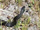 Hoggorm (Vipera berus)