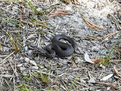 Hoggorm (Vipera berus)