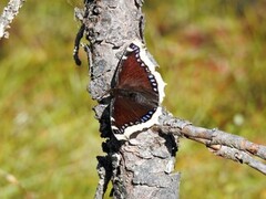 Sørgekåpe (Nymphalis antiopa)