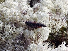 Fjellgresshoppe (Melanoplus frigida)