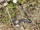 Hoggorm (Vipera berus)