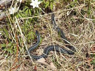 Hoggorm (Vipera berus)