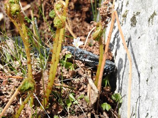 Hoggorm (Vipera berus)