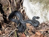 Hoggorm (Vipera berus)