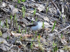 Svarthvit fluesnapper (Ficedula hypoleuca)