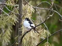 Svarthvit fluesnapper (Ficedula hypoleuca)