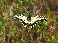 Svalestjert (Papilio machaon)