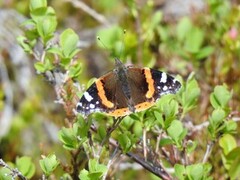 Admiral (Vanessa atalanta)