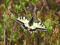 Svalestjert (Papilio machaon)