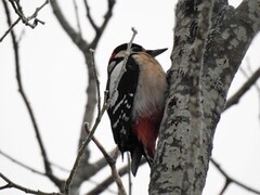 Flaggspett (Dendrocopos major)