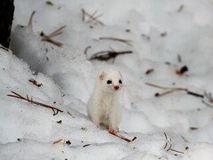 Snømus (Mustela nivalis)