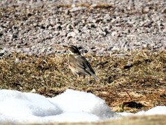 Rødvingetrost (Turdus iliacus)