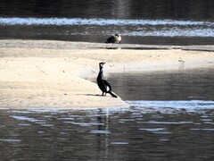 Storskarv (Phalacrocorax carbo)