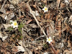 Hvitveis (Anemone nemorosa)