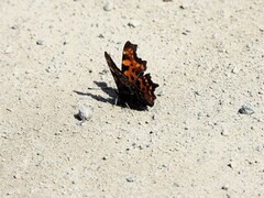 Hvit c (Polygonia c-album)