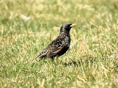 Stær (Sturnus vulgaris)