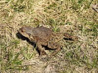 Padde (Bufo bufo)