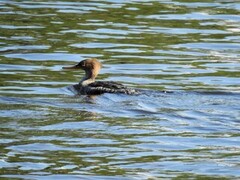 Siland (Mergus serrator)