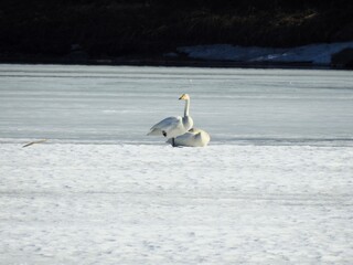 Sangsvane (Cygnus cygnus)