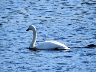 Sangsvane (Cygnus cygnus)