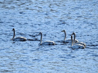 Sangsvane (Cygnus cygnus)