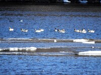 Kortnebbgås (Anser brachyrhynchus)