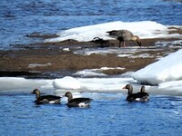 Kortnebbgås (Anser brachyrhynchus)