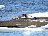Kortnebbgås (Anser brachyrhynchus)