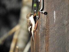 Svarthvit fluesnapper (Ficedula hypoleuca)